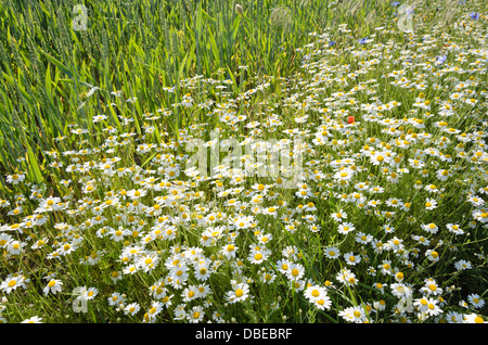 Chanomile allemand matricaria recutita (Matricaria chamomilla) syn. Banque D'Images