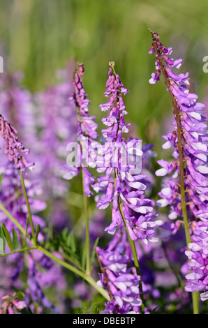 Vesce jargeau (Vicia cracca) Banque D'Images