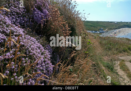 Purple heather développe d'ici le Pembrokeshire Coastal Path en été Whitesands Bay West Wales, UK Banque D'Images