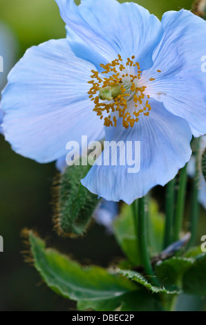 Le pavot bleu de l'himalaya (Meconopsis betonicifolia) Banque D'Images