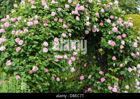 English rose (Rosa constance spry) Banque D'Images