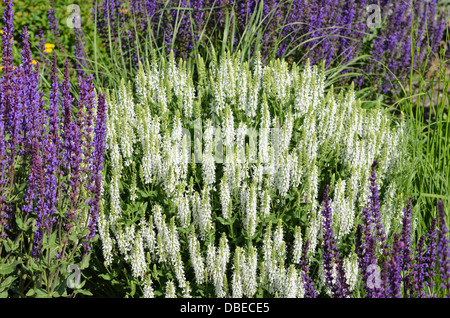 Scieries de sauge (salvia nemorosa 'adrian') Banque D'Images