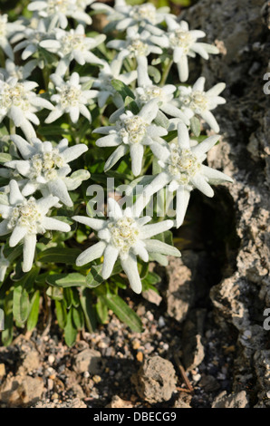 Edelweiss (leontopodium nivale syn. leontopodium alpinum) Banque D'Images