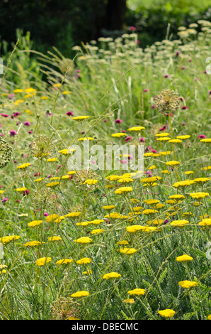 Fernleaf achillée (achillea filipendulina 'coronation gold') Banque D'Images