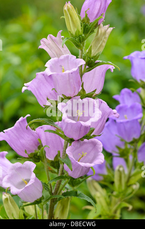 Canterbury bells (Campanula medium) Banque D'Images