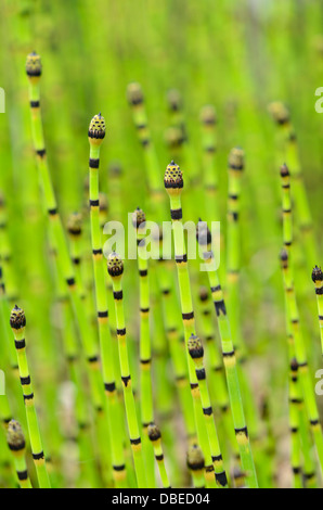 La prêle (Equisetum hyemale rugueux) Banque D'Images