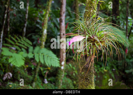 Un bromélia fleurissent en El Yunque Rainforest, Puerto Rico. Banque D'Images