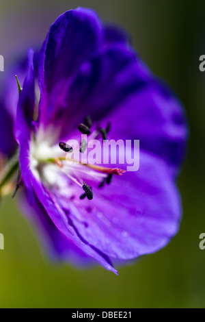 Bleu Violet plan macro géranium Banque D'Images