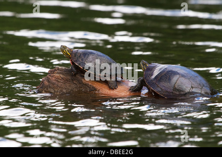 Deux tortues se font chauffer la couenne au soleil sur un journal dans un lac Banque D'Images