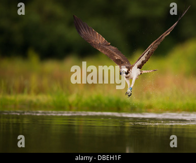 Balbuzard pêcheur Pandion haliaetus swooping vers le bas sur un poisson , Spey Valley, Ecosse Banque D'Images