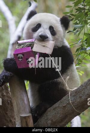 Le 29 juillet 2013 - San Diego, Californie, États-Unis - grand panda cub, Xiao Liwu à son premier anniversaire célébration à la Zoo de San Diego. Le personnel a créé un gâteau pour le jeune cub 2043, bambou et certains de ses fruits préférés, et de gardiens également fournir d'autres éléments d'enrichissement y compris les boîtes enveloppé comme cadeaux. Pandas géants sont sur une recherche de prêt à la Zoo de San Diego à partir de la République populaire de Chine. Le Zoo de San Diego a commencé son prêt à long terme en 1996 et Xiao Liwu est le sixième panda cub né au zoo. (Crédit Image : © Chiu/ZUMAPRESS.com) Ringo Banque D'Images