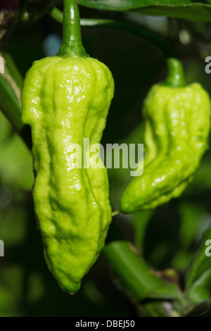 Le piment Bhut Jolokia, l'un des piments les plus chaudes dans le monde (voir la description fort pour plus d'informations et d'autres noms). Banque D'Images