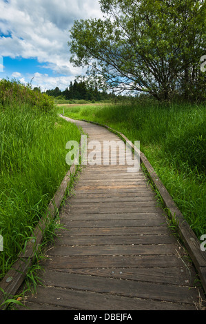 North Creek Park, comté de King, Washington, États-Unis Banque D'Images