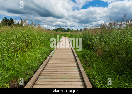 North Creek Park, comté de King, Washington, États-Unis Banque D'Images