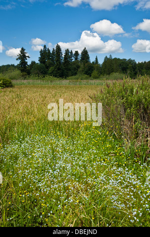 North Creek Park, comté de King, Washington, États-Unis Banque D'Images