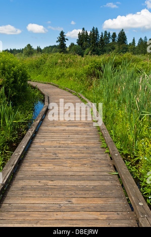 North Creek Park, comté de King, Washington, États-Unis Banque D'Images