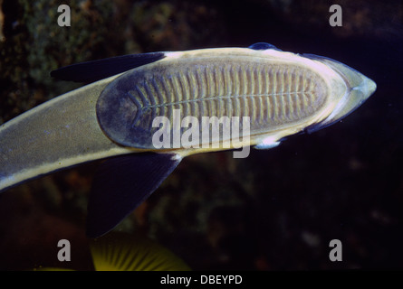 Echeneis naucrates Sharksucker, Live, Echeneidae, océan Indo-pacifique Banque D'Images