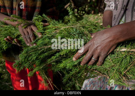 Traitement de l'agriculture et de l'huile d'arbre de thé pour l'exportation des produits de beauté vendus par des organisations du commerce équitable. Kenya Banque D'Images