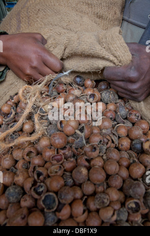 Traitement de l'agriculture et de l'huile d'arbre de thé pour l'exportation des produits de beauté vendus par des organisations du commerce équitable. Kenya Banque D'Images