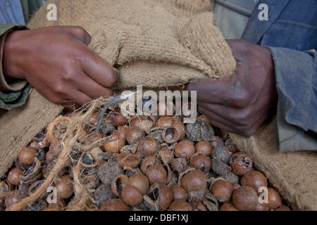 Traitement de l'agriculture et de l'huile d'arbre de thé pour l'exportation des produits de beauté vendus par des organisations du commerce équitable. Kenya Banque D'Images