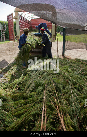 Traitement de l'agriculture et de l'huile d'arbre de thé pour l'exportation des produits de beauté vendus par des organisations du commerce équitable. Kenya Banque D'Images