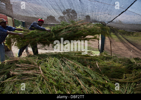 Traitement de l'agriculture et de l'huile d'arbre de thé pour l'exportation des produits de beauté vendus par des organisations du commerce équitable. Kenya Banque D'Images