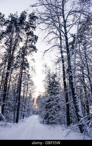 Une scène d'hiver dans les bois. Route et grands arbres sont couverts de neige. Banque D'Images