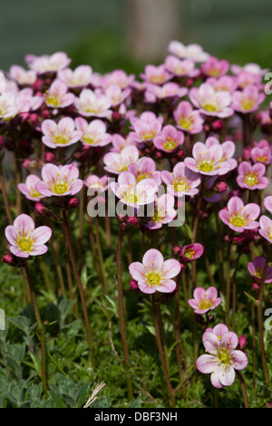 Saxifrage rose pâle Banque D'Images