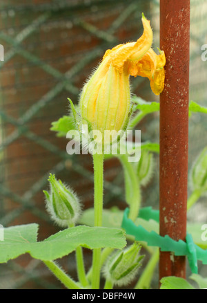 Fleur de citrouille (culture dans le jardin en été) Banque D'Images