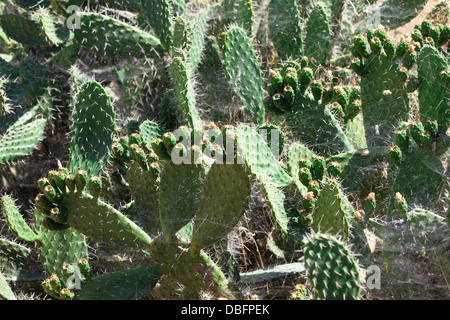 Bush green cactus épineux avec Spider web, gros plan Banque D'Images