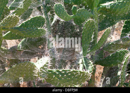 Bush green cactus épineux avec Spider web, gros plan Banque D'Images