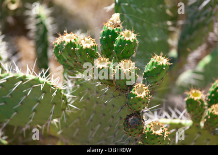 Bush green cactus épineux avec Spider web, gros plan Banque D'Images