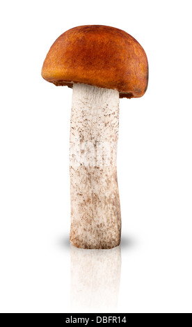 Red-capped scaber vitre avec un fond blanc. Clipping Path Banque D'Images