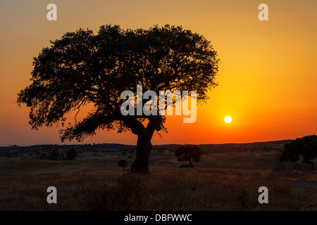Seul arbre dans un champ de blé sur un fond de coucher de soleil, de beaux paysages Banque D'Images