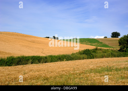 Italie, Ombrie, champs de blé en été Banque D'Images