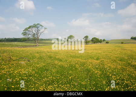 Buttercup Flower Meadow Lake District, Cumbria (Royaume-Uni) LA006206 Banque D'Images