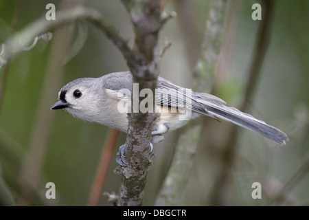 Un mignon petit oiseau, la Mésange bicolore frappant un curieux pose, Parus bicolor Banque D'Images