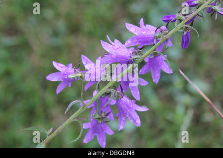 Joli plein de souches de plus en plus Harebells dans un petit champ Banque D'Images