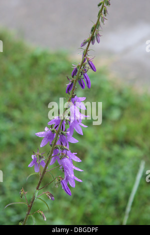 Joli plein de souches de plus en plus Harebells dans un petit champ Banque D'Images