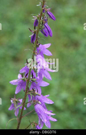 Joli plein de souches de plus en plus Harebells dans un petit champ Banque D'Images