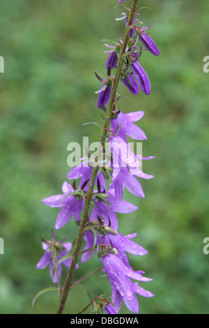 Joli plein de souches de plus en plus Harebells dans un petit champ Banque D'Images