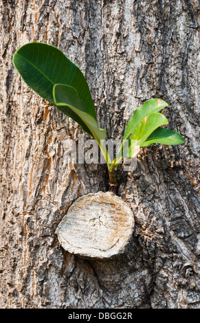 Plante parasite sur la planète Design. Banque D'Images