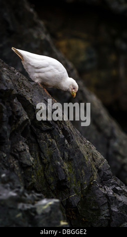 Le seul oiseau de l'Antarctique sans pieds palmés, la neige sur l'Antarctique (sheathbill Chionis albus) Banque D'Images