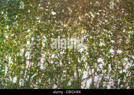 Lierre sur le mur blanc/ Texture Background. Banque D'Images