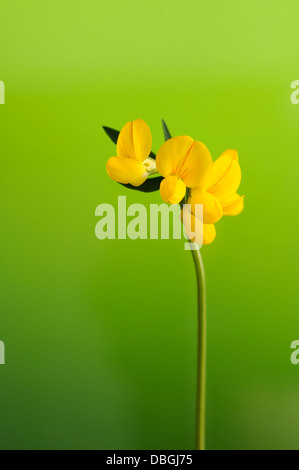 Deervetch Birdfoot, Lotus corniculatus, portrait de fleurs jaunes à l'arrière-plan outfocus nice. Banque D'Images