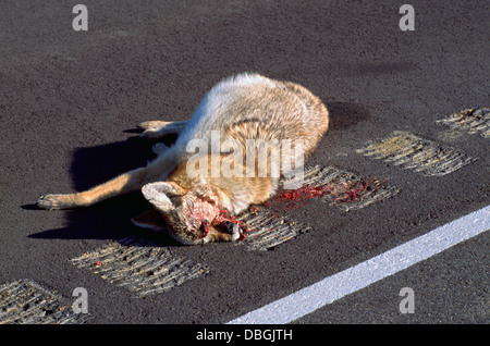 Road Kill, Roadkill - Corps de morts le Coyote (Canis latrans), d'un animal tué dans un accident, allongé sur le côté de la route Banque D'Images