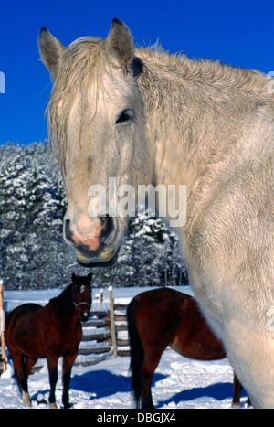 Chevaux paissant dans une cour couverte de neige Corral et pâturage, scène d'hiver Banque D'Images