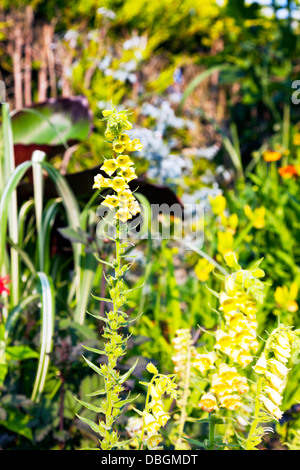 Jardin anglais typique plantes fleurs plantes fleurs jardin typiquement anglais Nicotiana 'fée Clochette' Banque D'Images