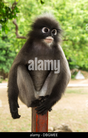 Singe feuille sombre assis sur un tuyau d'acier Banque D'Images