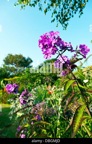 Jardin anglais typique plantes fleurs Phlox Paniculata 'Blue Paradise' Banque D'Images